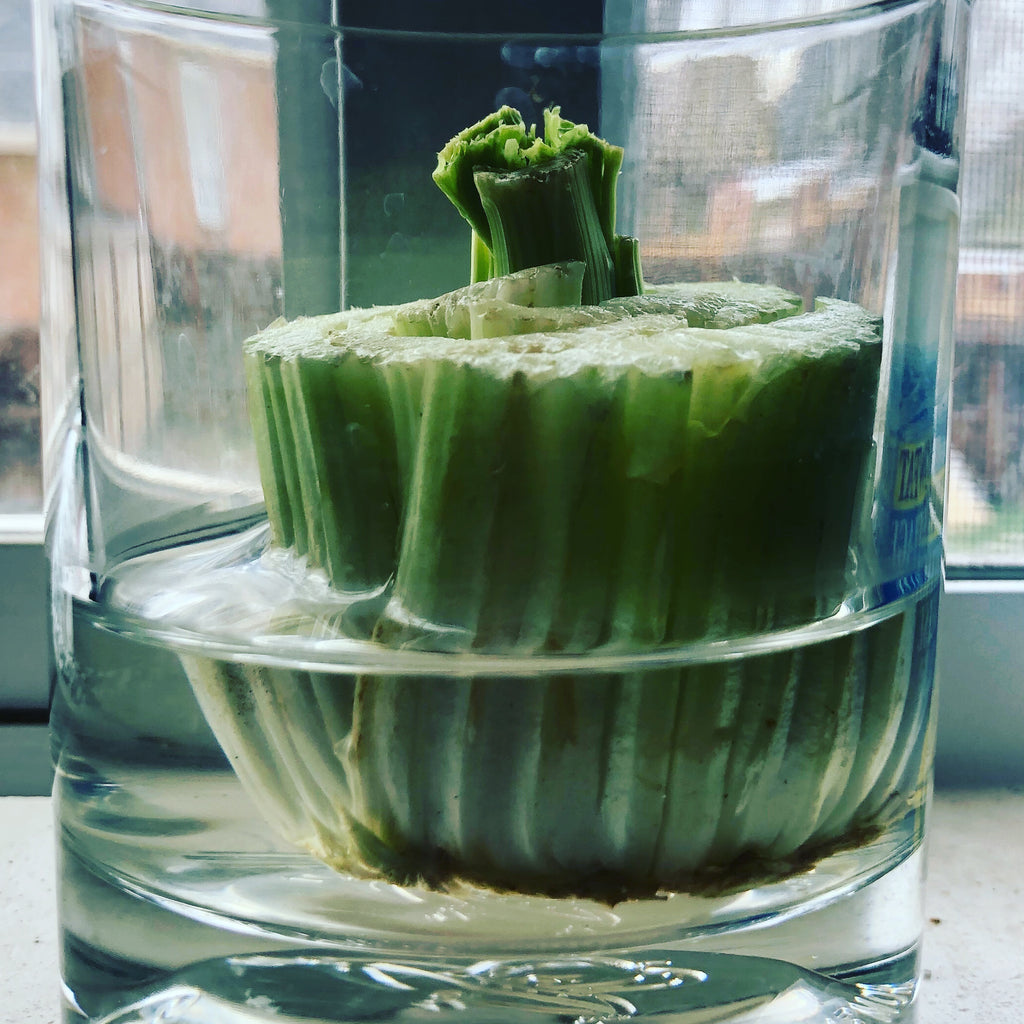 How to Grow Celery from Scraps